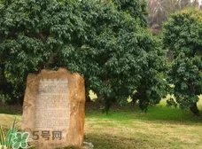 挂绿为什么只有一株？挂绿荔枝为什么不多种？