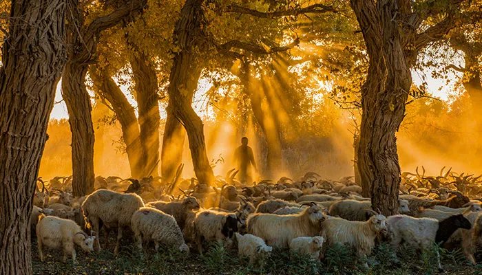 胡杨林在什么地方 胡杨林有哪些地方