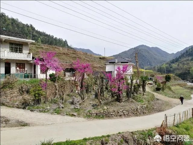 农村种植什么最合适？