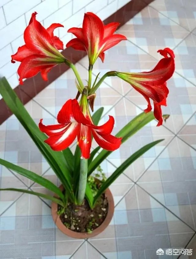 朱顶红和对红有什么区别？如何区分？