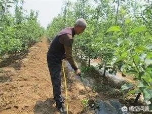 什么是中量元素水溶肥？有哪些作用？