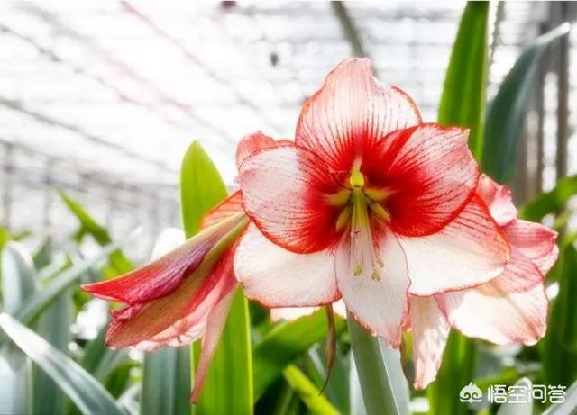 朱顶红和对红有什么区别？如何区分？