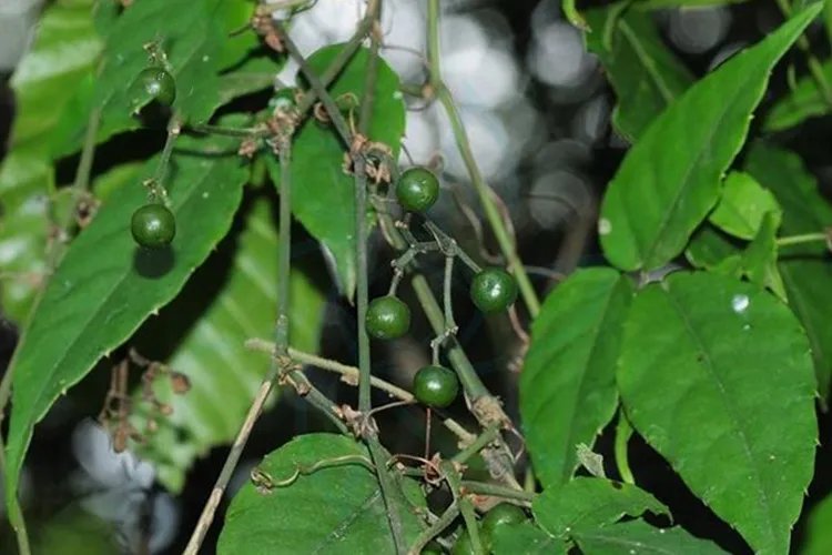 野生三叶青图片与作用