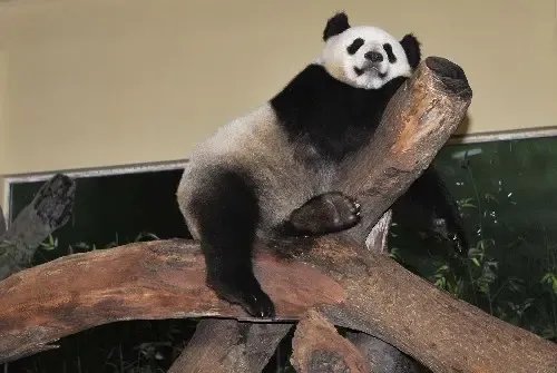 四川甘孜、雅安地震!！我们的“国宝”大熊猫还好吗？