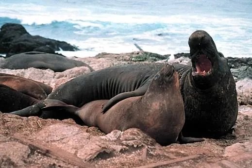北象海豹的简介