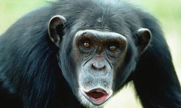 动物之最有哪些