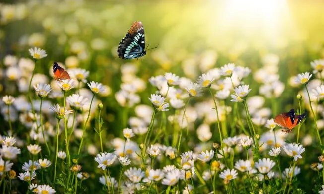 春暖花开的唯美句子 赞美春暖花开的优美短句