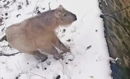 1岁小羚牛现身太白山景区是怎么回事 1岁小羚牛现身太白山景区长什么样