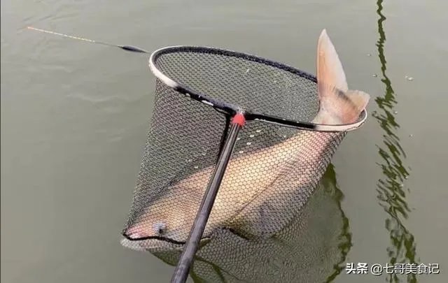 野生青鱼最大能长多少斤？100斤的青鱼要生长多少年？