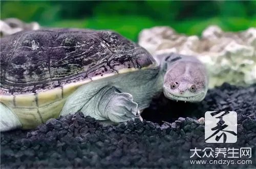 甲鱼汤功效和作用有什么？