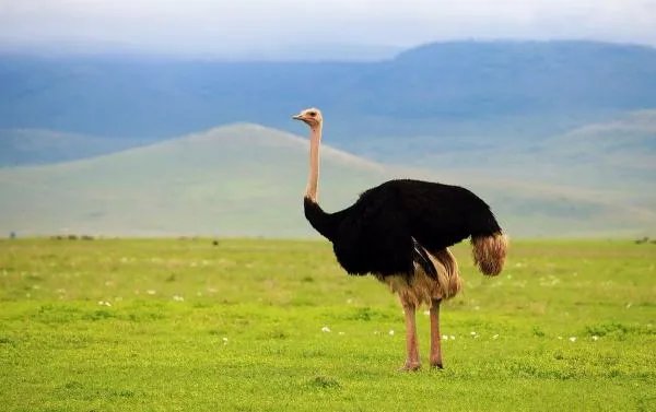 动物之最有哪些