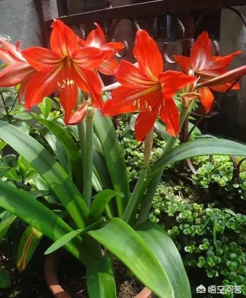 朱顶红和对红有什么区别？如何区分？