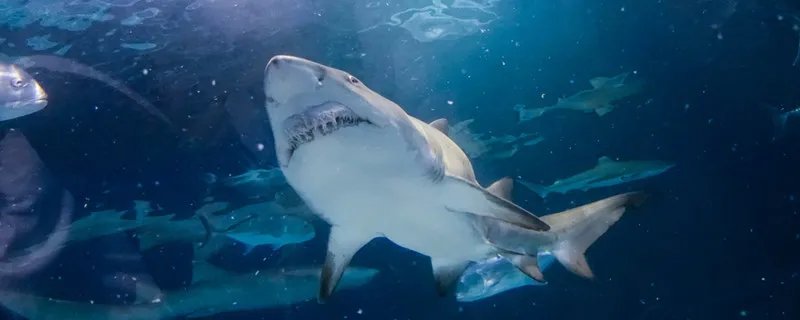 鲨鱼是鱼吗 鲨鱼是不是鱼