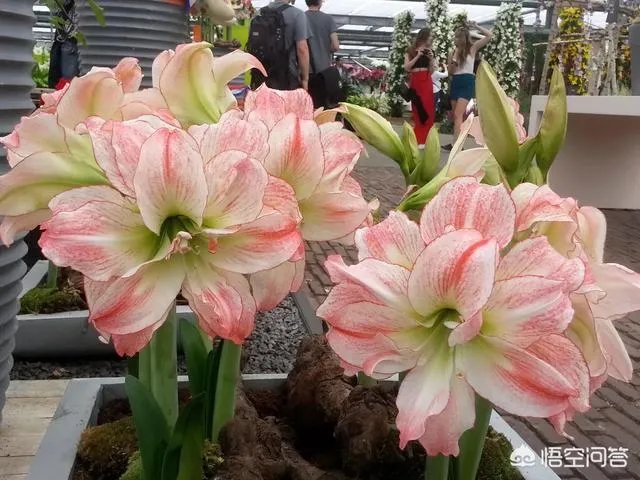 朱顶红和对红有什么区别？如何区分？