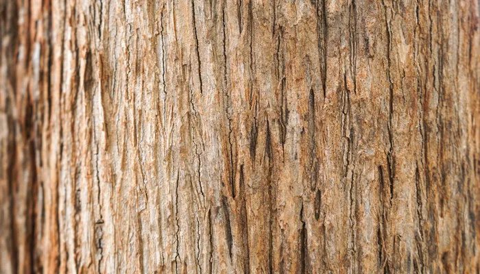 白蚁有什么危害 白蚁的危害有哪些