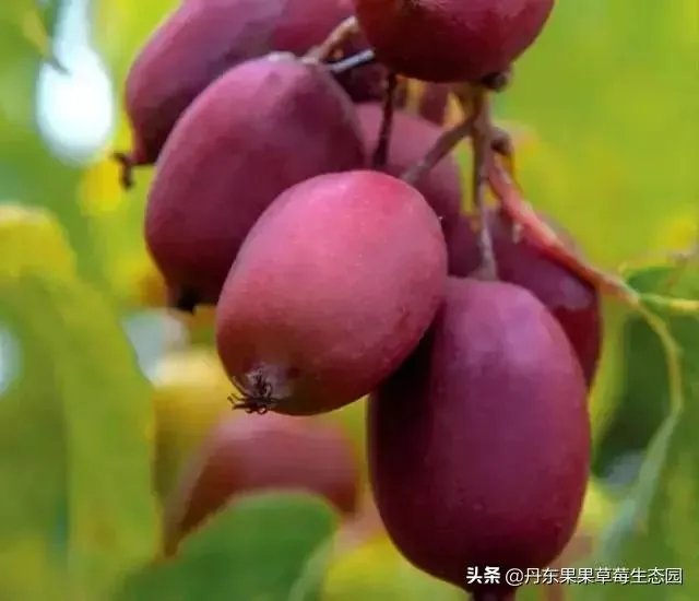 种软枣子的前景如何?