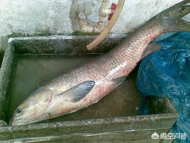 野生青鱼最大能长多少斤？100斤的青鱼要生长多少年？
