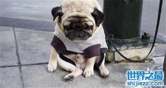 世界上最忧伤的狗，把悲伤写在了脸上 