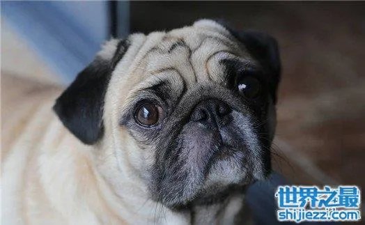 世界上最忧伤的狗，把悲伤写在了脸上 