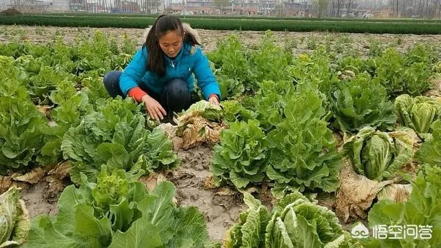 农村种植什么最合适？