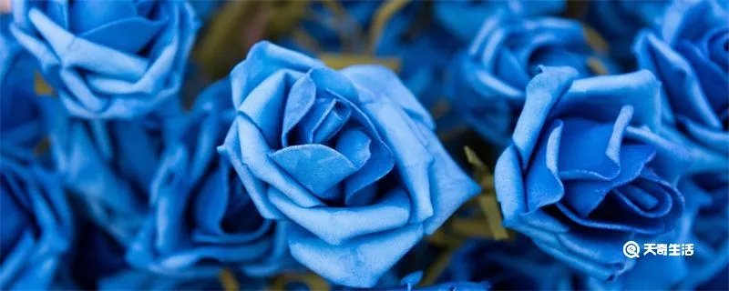 蓝色妖姬代表什么意思