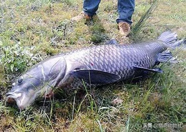 野生青鱼最大能长多少斤？100斤的青鱼要生长多少年？