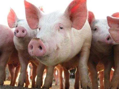 日本已扑杀生猪17万头，日本猪瘟是什么原因导致的？