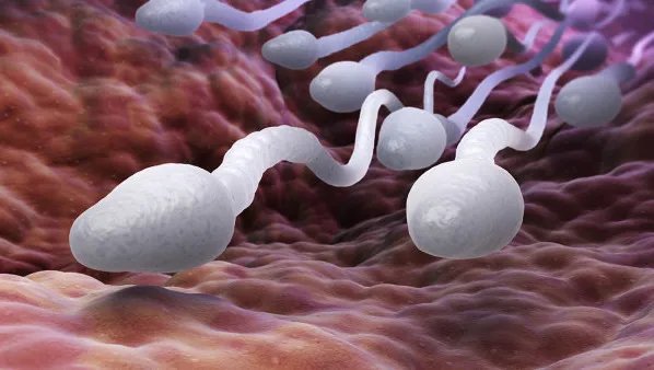 怎样提高精子质量