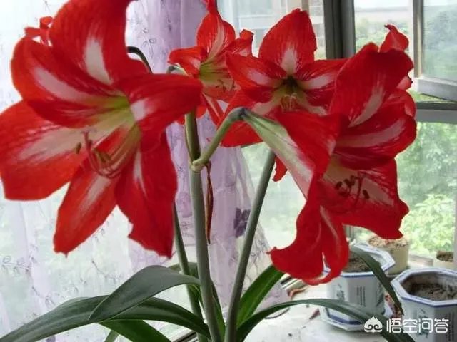 朱顶红和对红有什么区别？如何区分？