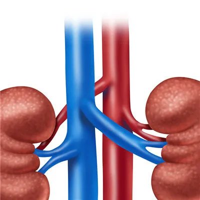 双肾多发囊肿？