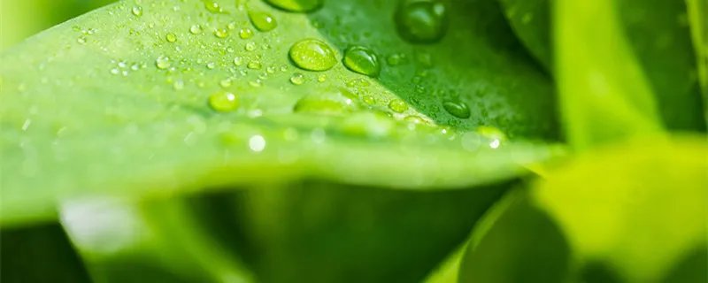 世界上最小的花是什么花 世界上最小的花是什么