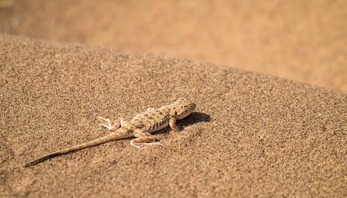 干旱灾害主要分布在什么地区