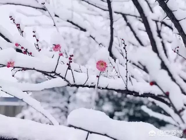 哈尔滨冰灯好看吗？