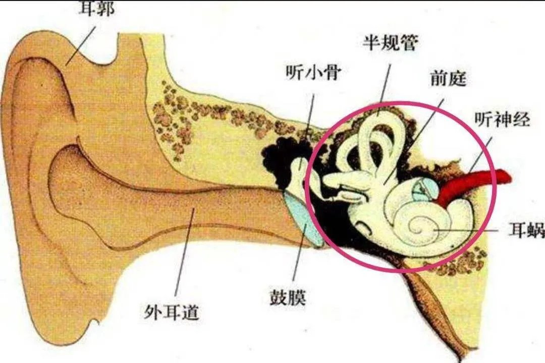 耳蜗的准确位置图