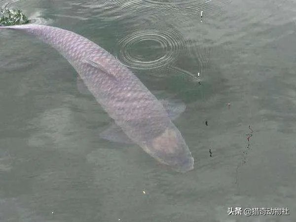 野生青鱼最大能长多少斤？100斤的青鱼要生长多少年？