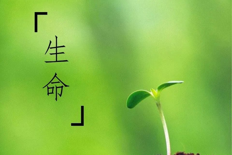 男子冒充战役医生吃霸王餐，对此你有何看法？