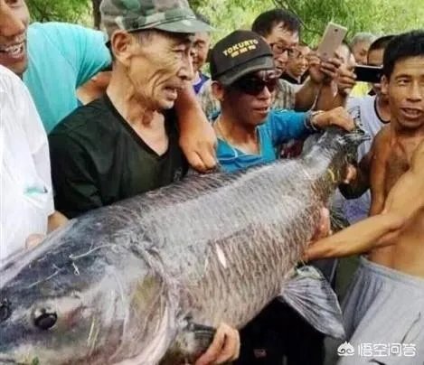 野生青鱼最大能长多少斤？100斤的青鱼要生长多少年？