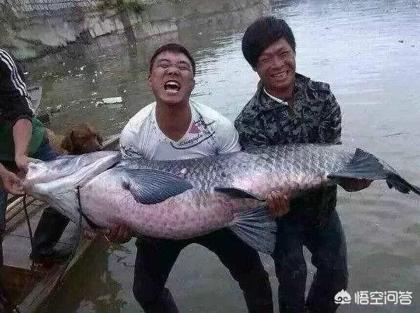 野生青鱼最大能长多少斤？100斤的青鱼要生长多少年？