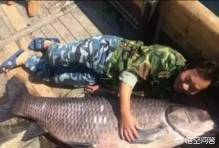 野生青鱼最大能长多少斤？100斤的青鱼要生长多少年？