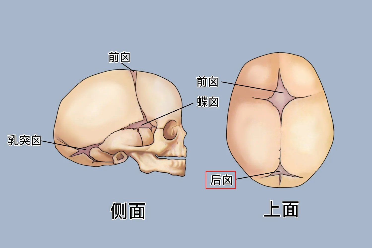 前囟门和后囟门的位置示意图