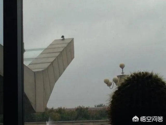 你如何看待王乐乐和杨清柠？