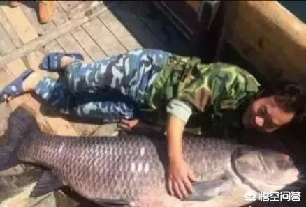 野生青鱼最大能长多少斤？100斤的青鱼要生长多少年？