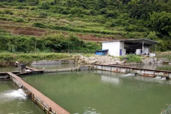 养鲫鱼如何亩产万斤？