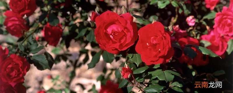 17朵玫瑰代表什么，17朵玫瑰代表什么?？