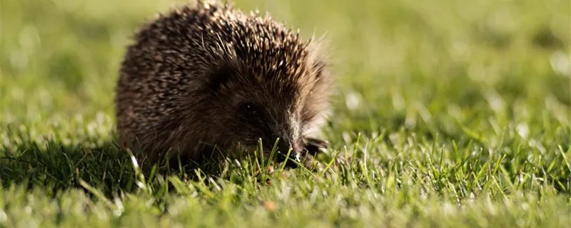 冬眠动物有哪些 冬眠动物有哪些动物