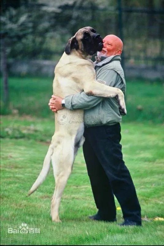 世界上最大的狗排名？