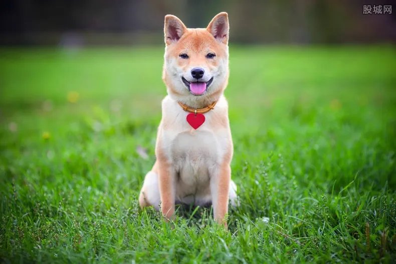 狗肉多少钱一斤 2019年狗肉最新价格