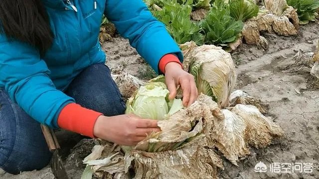 农村种植什么最合适？