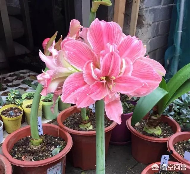 朱顶红和对红有什么区别？如何区分？