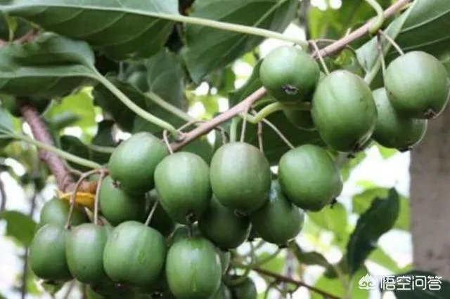 种软枣子的前景如何?